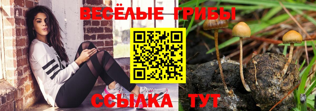 Псилоцибиновые грибы Psilocybe Нерюнгри